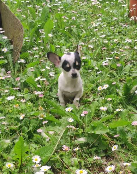 Chihuahua toy e mini toy