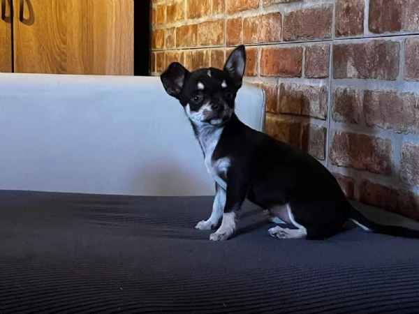 Chihuahua toy e mini toy | Foto 0