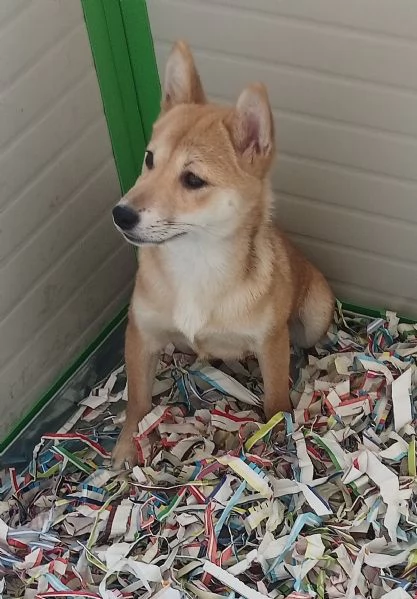 Shiba Inu maschietto