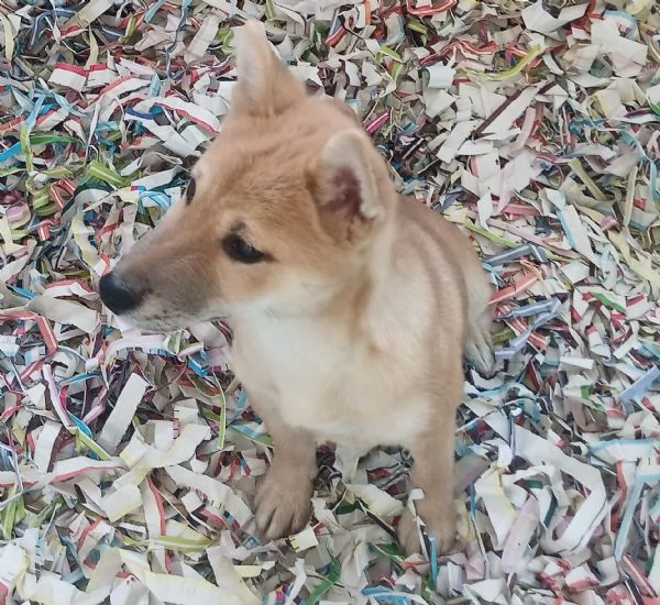 Shiba Inu maschietto | Foto 1