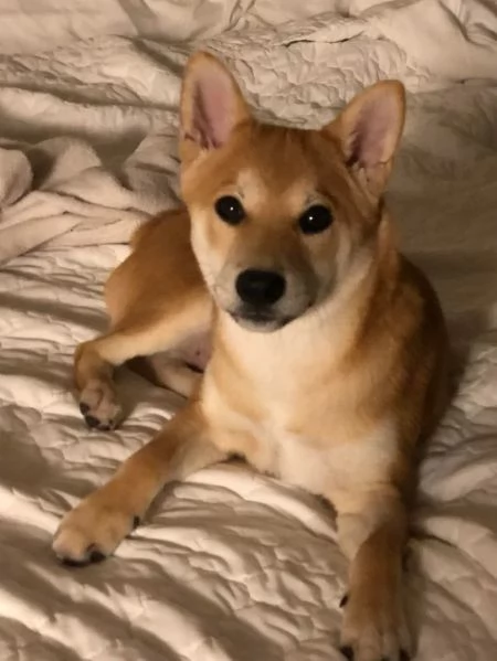 Shiba Inu maschietto | Foto 0