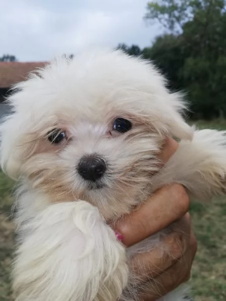 Maltese toy maschietti | Foto 1