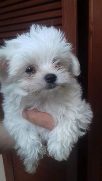 Maltese toy maschietti | Foto 0