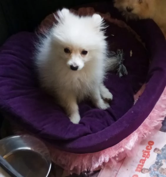 Spitz toy cucciolone | Foto 1