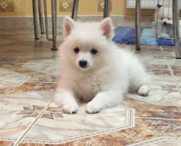 Spitz toy cucciolone | Foto 0