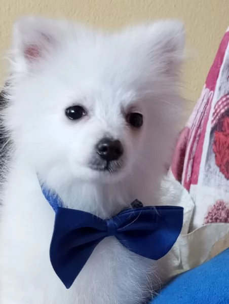 Spitz toy cucciolone