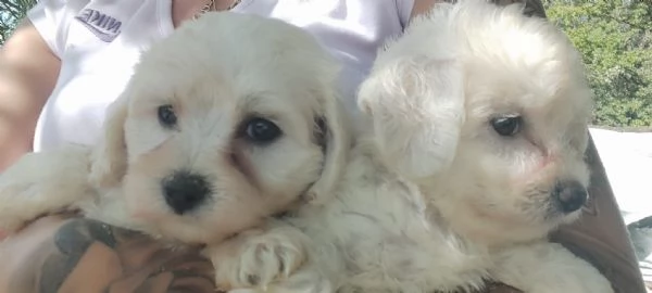 Maltipoo cucicoli