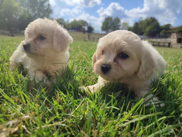 Maltipoo cucicoli | Foto 1
