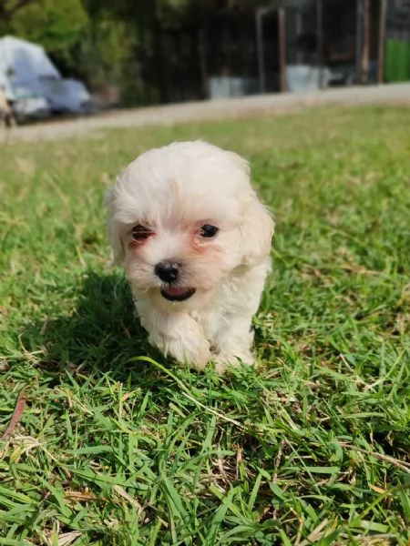 Maltipoo cucicoli | Foto 0