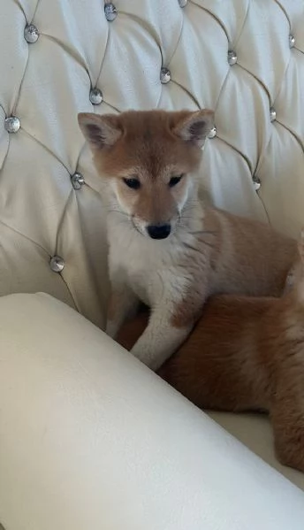Shiba Inu maschietto | Foto 1