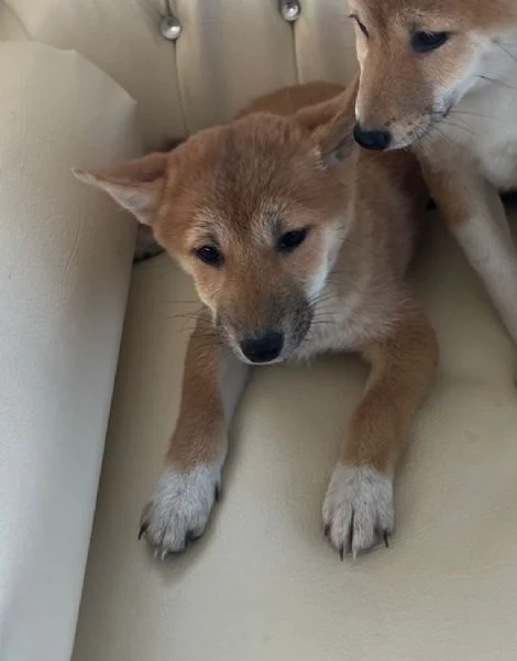 Shiba Inu maschietto | Foto 0