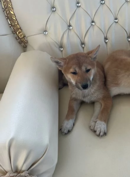 Shiba Inu maschietto