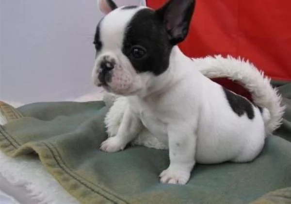 Bouledogue francese cuccioli