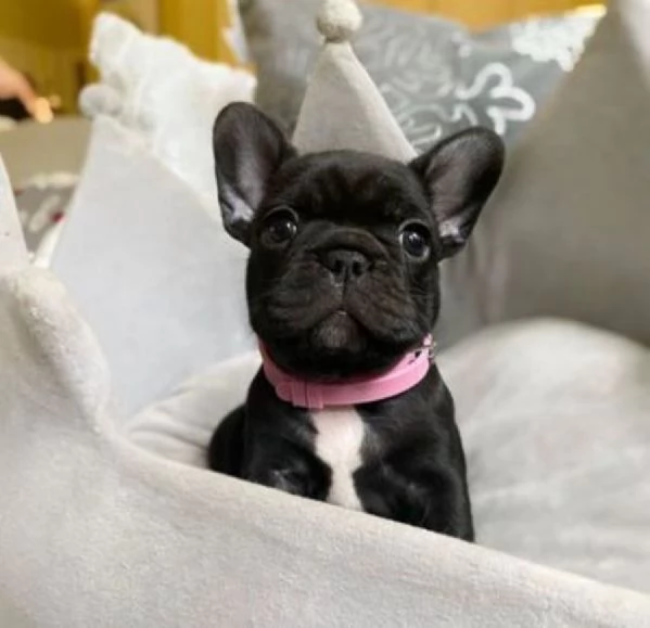 Bouledogue francese cuccioli | Foto 1
