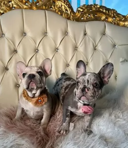 Bouledogue francese cuccioli | Foto 0