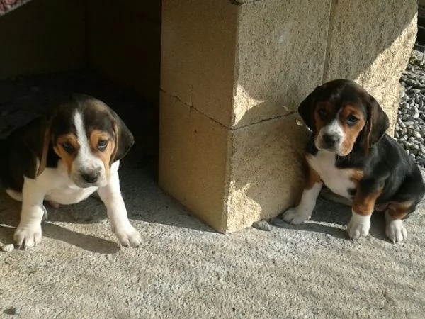 Beagle tricolore cuccioli