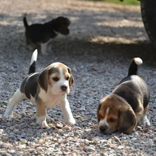 Beagle tricolore cuccioli | Foto 2