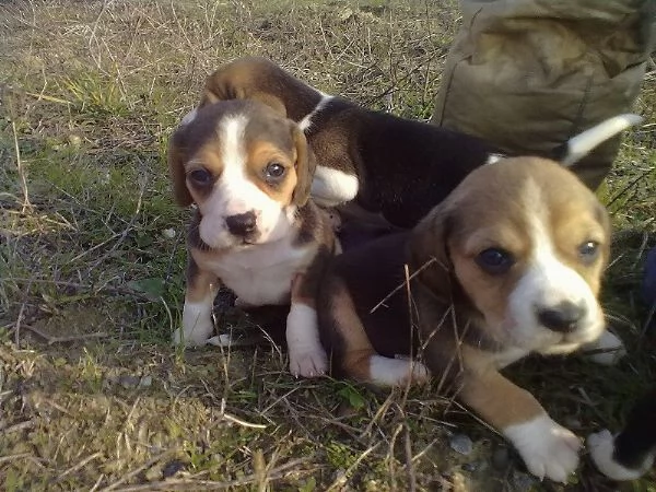 Beagle tricolore cuccioli | Foto 1