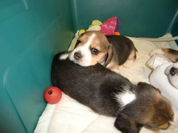 Beagle tricolore cuccioli | Foto 0