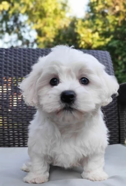Maltese Coreano toy maschietto