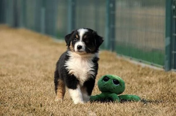 Australian Shepherd maschietto