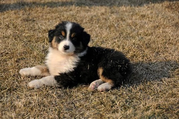 Australian Shepherd maschietto | Foto 1