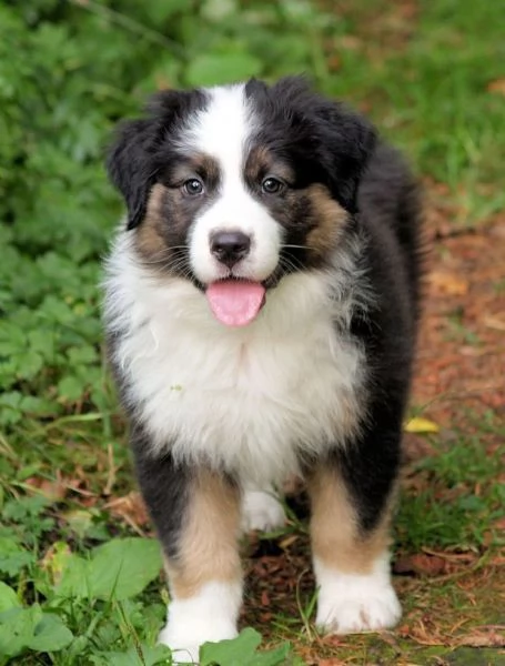 Australian Shepherd maschietto | Foto 0