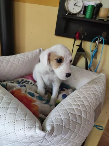 Jack russell cuccioli | Foto 1