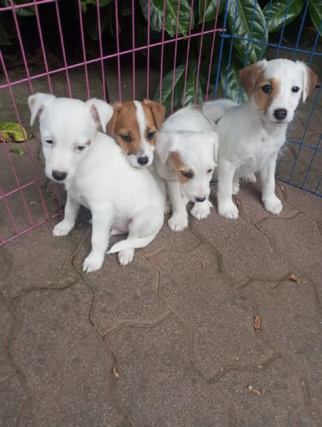 Jack russell cuccioli