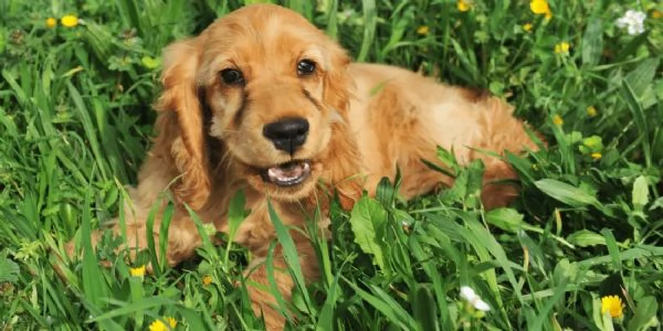 Cocker Spaniel maschietto | Foto 1
