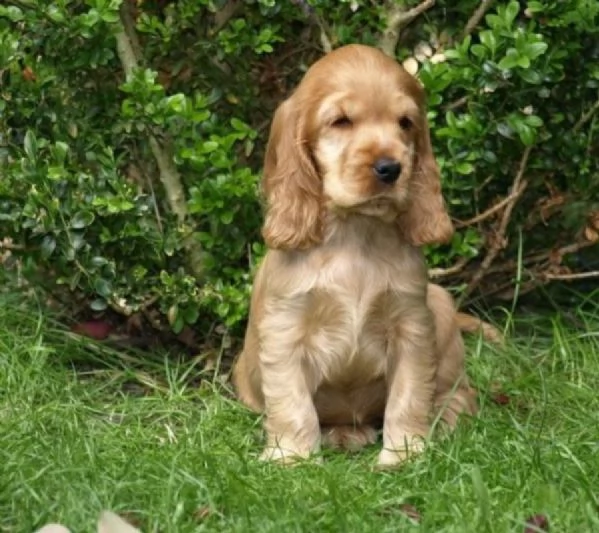Cocker Spaniel maschietto