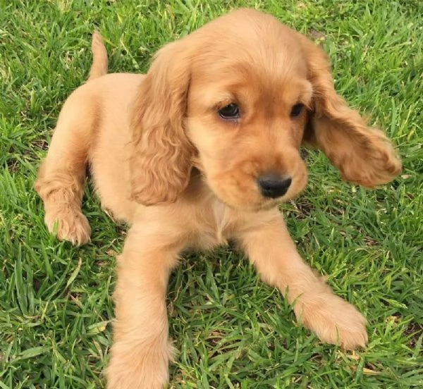 Cocker Spaniel maschietto | Foto 0