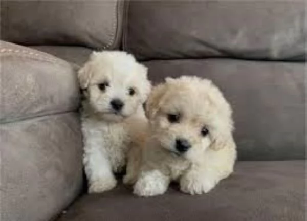 Maltipoo cuccioli