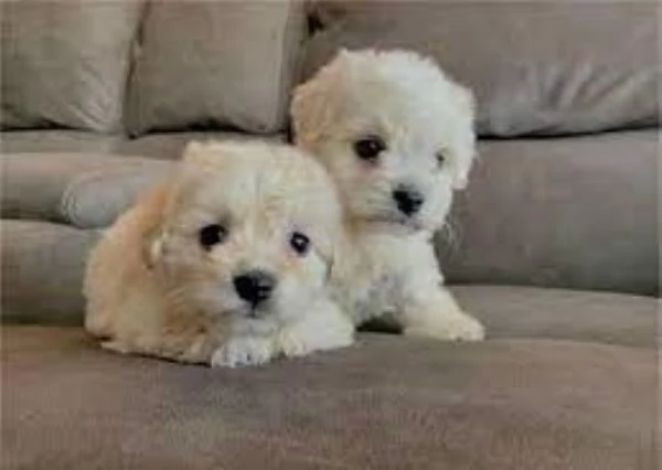 Maltipoo cuccioli | Foto 1
