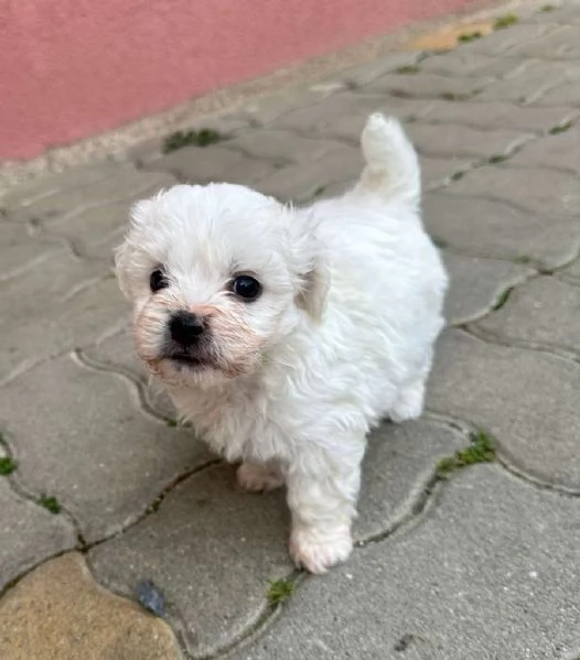 Maltipoo cuccioli | Foto 0