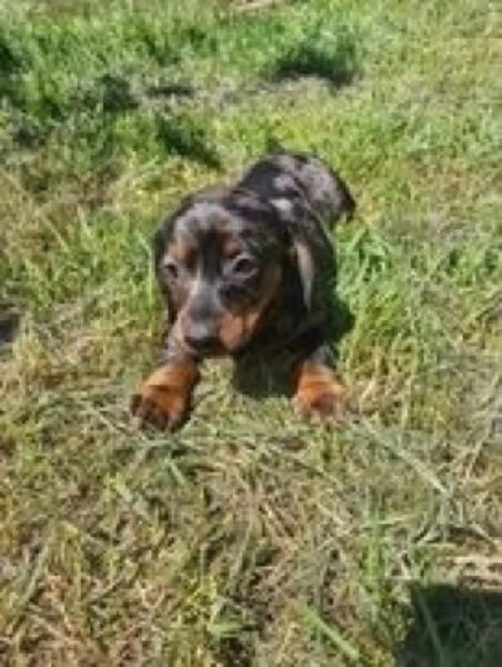 Bassotto nano cuccioli | Foto 1