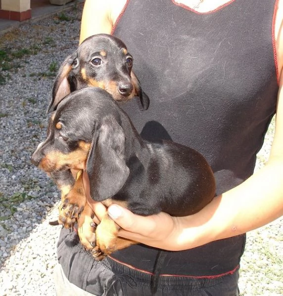 Bassotto nano cuccioli