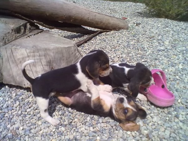 Beagle tricolore cuccioli