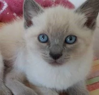 Siamese tradizionale femminuccia | Foto 1