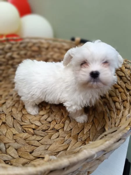 Maltese Coreano maschietto | Foto 1