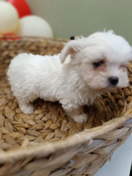 Maltese Coreano maschietto | Foto 0