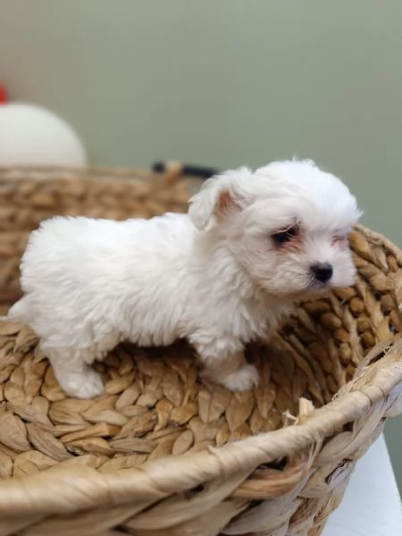 Maltese Coreano maschietto