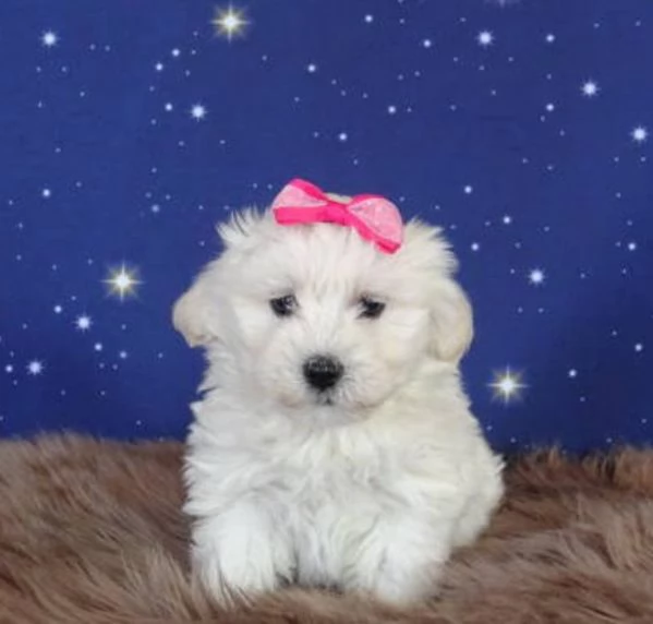 Maltipoo toy
