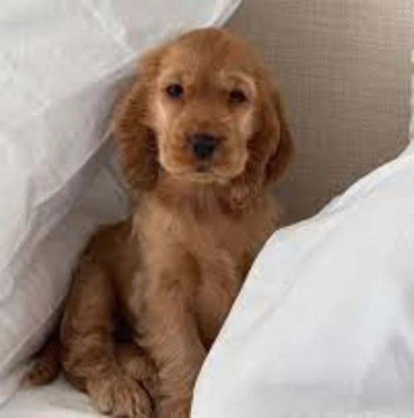 Cocker Spaniel maschietto | Foto 1