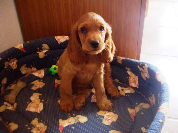Cocker Spaniel maschietto