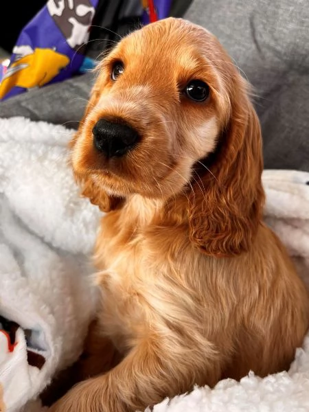 Cocker Spaniel maschietto | Foto 0