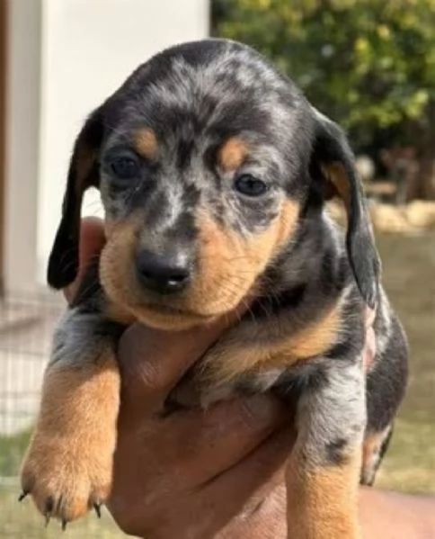 Bassotto nano cuccioli | Foto 3