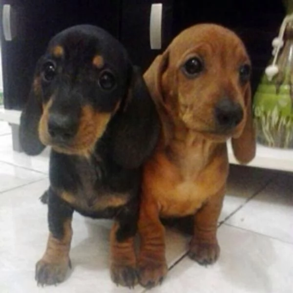 Bassotto nano cuccioli