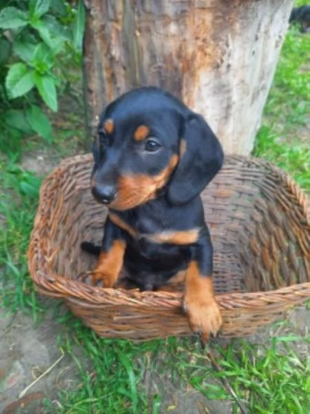 Bassotto nano cuccioli | Foto 1