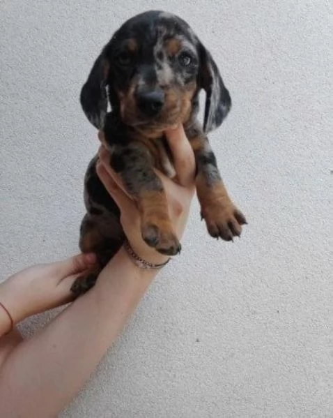 Bassotto nano cuccioli | Foto 0